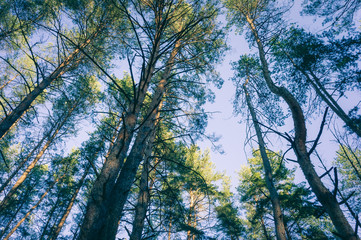 Tops of pine trees in the forest
