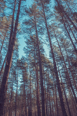 Pine forest in the autumn