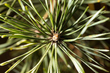 Naklejka na ściany i meble Needles on a pine in the winter