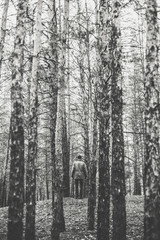 A lonely guy in a pine forest in the autumn time. Monochrome photo