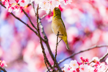 The Japanese White-eye.The background is cherry blossoms(Japanese name Kanzakura). Located in Tokyo Prefecture Japan.