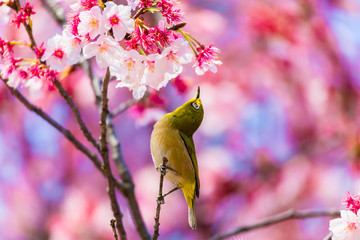 The Japanese White-eye.The background is cherry blossoms(Japanese name Kanzakura). Located in Tokyo Prefecture Japan.