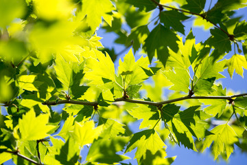 Green leaves on maple tree