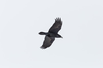 isolated northern raven (Corvus corax) in flight