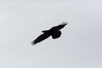 silhouette of northern raven (corvus corax) in flight, white background