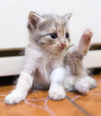 Portrait of a small kitten