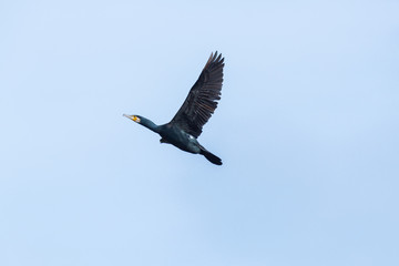 great cormorant bird (phalacrocorax carbo) in flight, spread wings