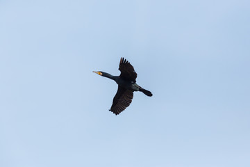 great cormorant bird (phalacrocorax carbo) flying with spread wings