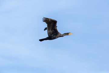 flying great cormorant bird (phalacrocorax carbo), blue sky