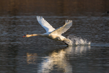 mute swan bird (cygnus olor) running, water surface, take off