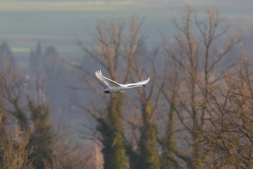 flying mute swan (cygnus olor) with trees, spread wings