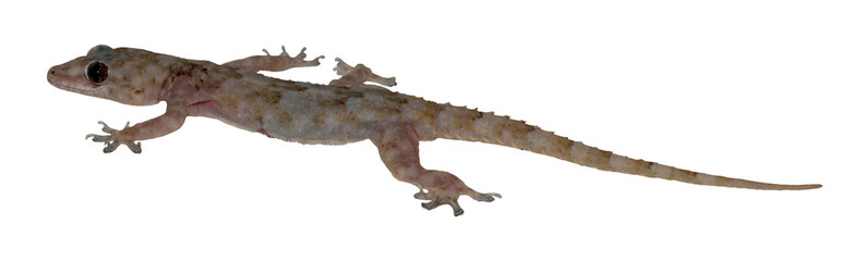 Gecko isolated on white background