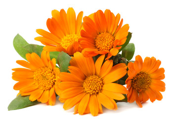 marigold flowers with green leaf isolated on white background ( calendula flower )
