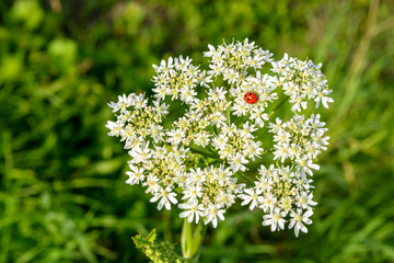 A red ladybug with black spots on a white meadowsweet flower against a blurry grassy background. © olrat