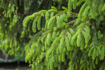 green summer tree