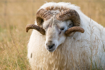 Widder in Südisland