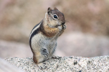 Naklejka na ściany i meble Gold-Mantled Ground Squirrel Nibbling Nut
