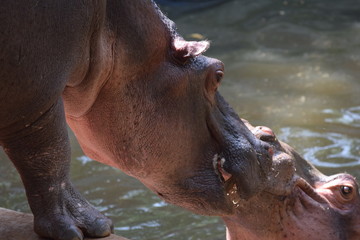 Hippo kiss