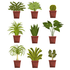 Fototapeta premium Set of pot green deciduous plants with leaves. Sansevieria, cactus, pipal, bonsai, palm tree. Houseplants design. Gardening hobby. Vector isolated on white