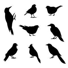 A set of silhouettes of winter birds.