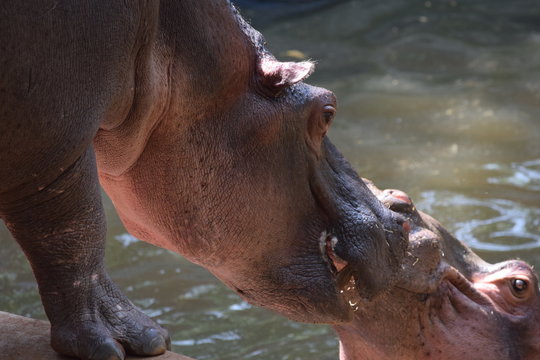 Hippo kiss