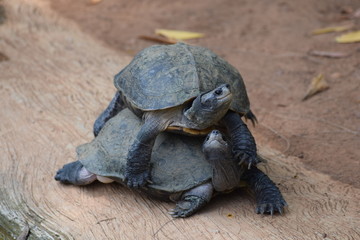 Tortoise pose