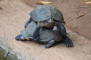 tortoise pose