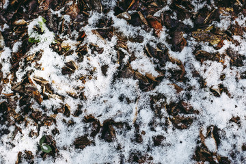 積雪と地面の落葉