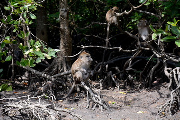 Long-tailed macaque, Langkawi, Malaysia