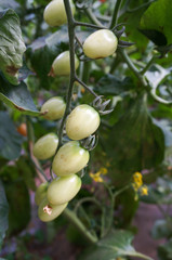 green house vegetable