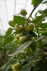 green house vegetable