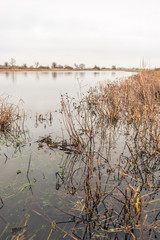 Weathered wild plants at the edge of the water