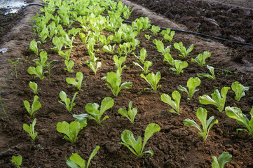 green house vegetable