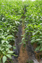 green house vegetable