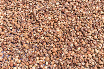 Betel nut or areca nut drying on the floor in the sun