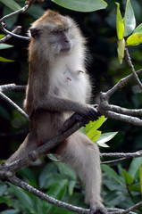 Long-tailed macaque, Langkawi, Malaysia
