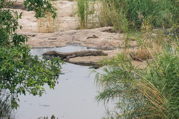 Mugger crocodile lying on a rock in the riverbed, Ranthambore Nationalpark