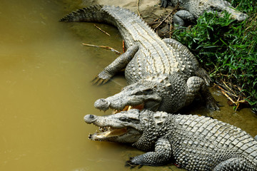 Crocodiles at Riverside