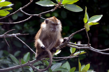 Long-tailed macaque, Langkawi, Malaysia