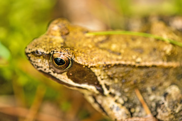 Springfrosch, Rana dalmatina, in einem Wald in Polen