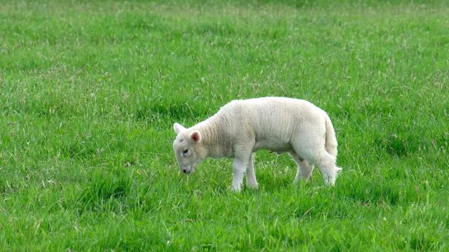 Cute little lamb peeing