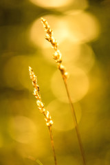Gras im Wind
