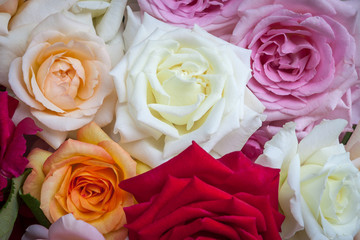 A beautiful bouquet of colorful, fragrant, open roses.