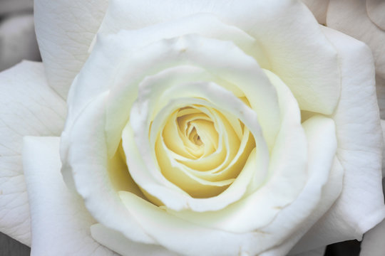 Closeup of a single open white rose - fragrant and delicate