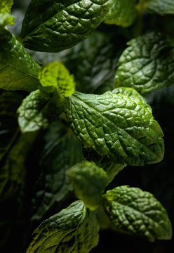  Bunch of fresh  organic mint leaf closeup.