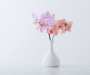 beautiful orchids in white vase on white table
