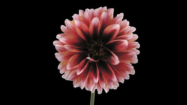 Time-lapse of dying red-white dahlia 1c4 in 4K PNG+ format with ALPHA transparency channel isolated on black background
