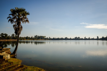 palmtree at calm lake in cambodia