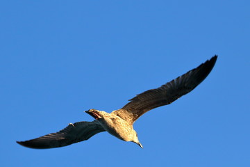 Daylight closeup view to seagull flying in blue sky
