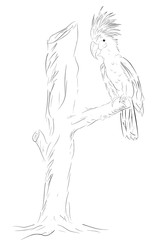 Simple Outline Sketch of Cockatoo Bird at Tree